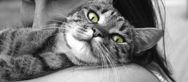 Animais de companhia: o que representam?