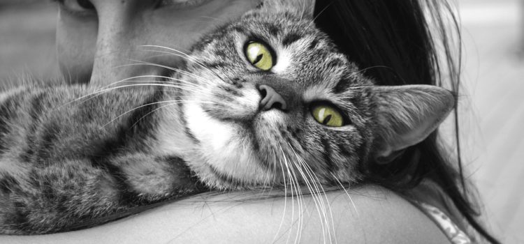 Animais de companhia: o que representam?