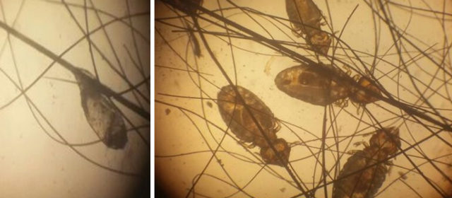 Infestação em Felis catus por Felicola subrostratus