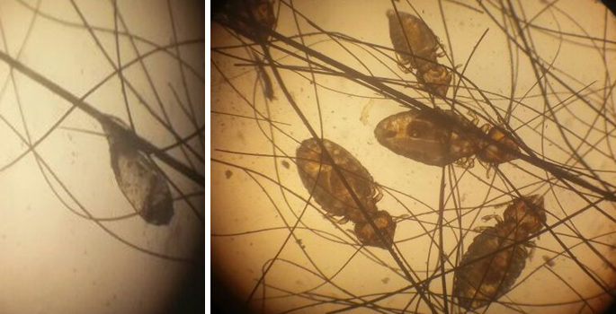 Infestação em Felis catus por Felicola subrostratus