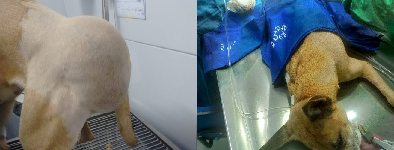 Lipoma subcutâneo gigante em região lombo-sacral de um cão