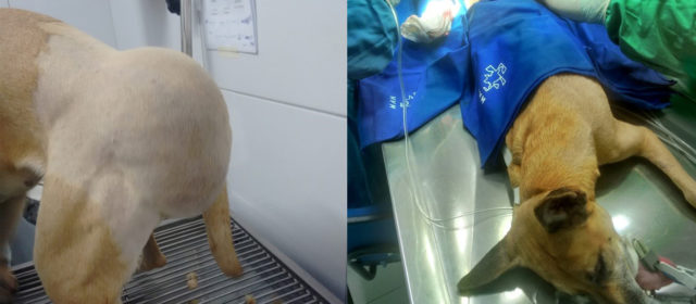 Lipoma subcutâneo gigante em região lombo-sacral de um cão