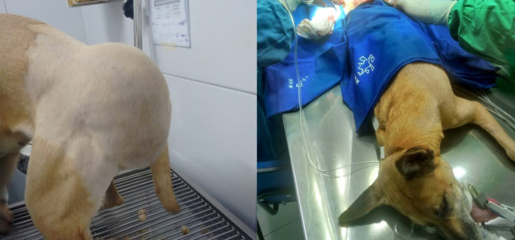 Lipoma subcutâneo gigante em região lombo-sacral de um cão