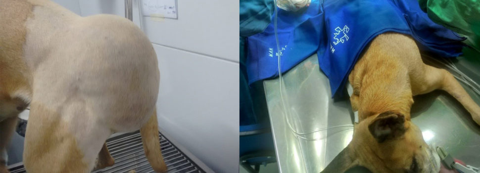 Lipoma subcutâneo gigante em região lombo-sacral de um cão