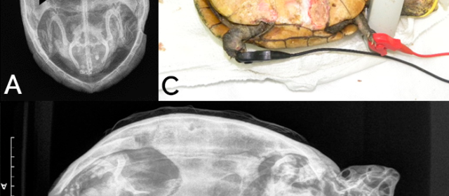 Tratamento clínico-cirúrgico de osteomielite bacteriana em Kinosternon scorpioides