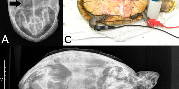 Tratamento clínico-cirúrgico de osteomielite bacteriana em Kinosternon scorpioides