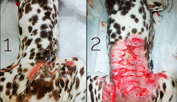 Farmacodermia em cão da raça Dálmata