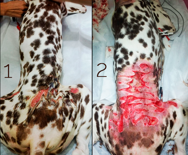 Farmacodermia em cão da raça Dálmata