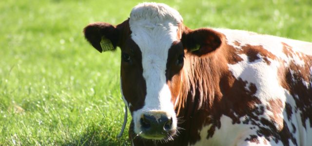 Inicia-se a campanha de vacinação contra a febre aftosa