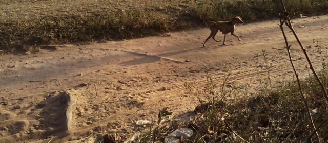 Novos antigos desafios para a Medicina Veterinária brasileira