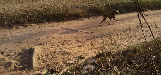 Novos antigos desafios para a Medicina Veterinária brasileira