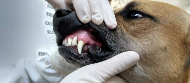 Leptospirose canina