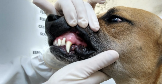 Leptospirose canina