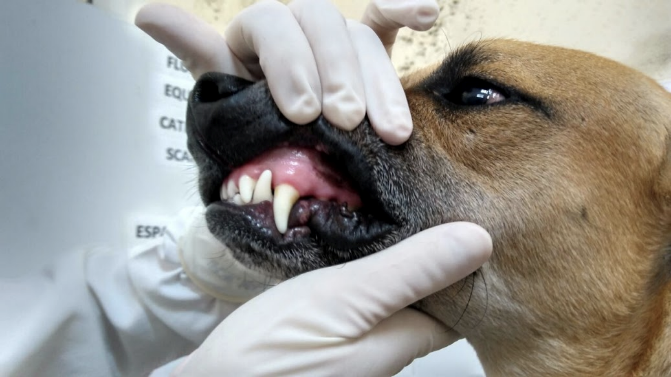 Leptospirose canina