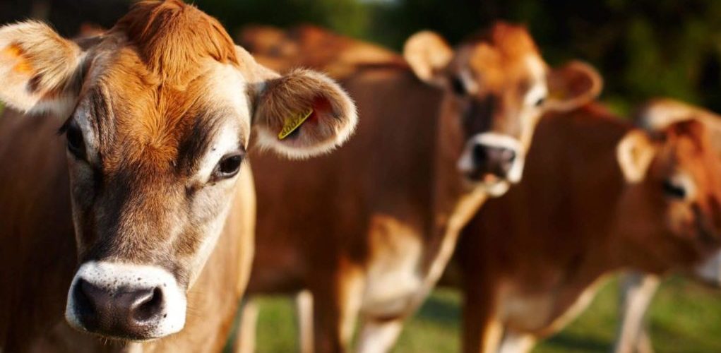 Deslocamento de abomaso à esquerda efêmero em uma vaca lactante da raça Jersey
