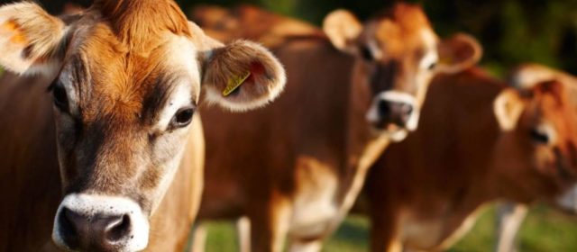Deslocamento de abomaso à esquerda efêmero em uma vaca lactante da raça Jersey