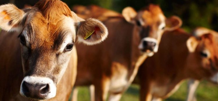 Deslocamento de abomaso à esquerda efêmero em uma vaca lactante da raça Jersey