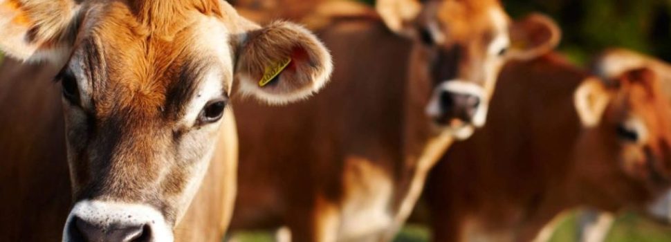 Deslocamento de abomaso à esquerda efêmero em uma vaca lactante da raça Jersey