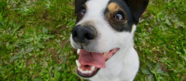A importância do cuidado com os dentes do seu animal