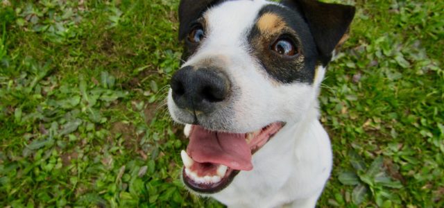A importância do cuidado com os dentes do seu animal